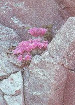 l immagine mostra una succulenta nella roccia